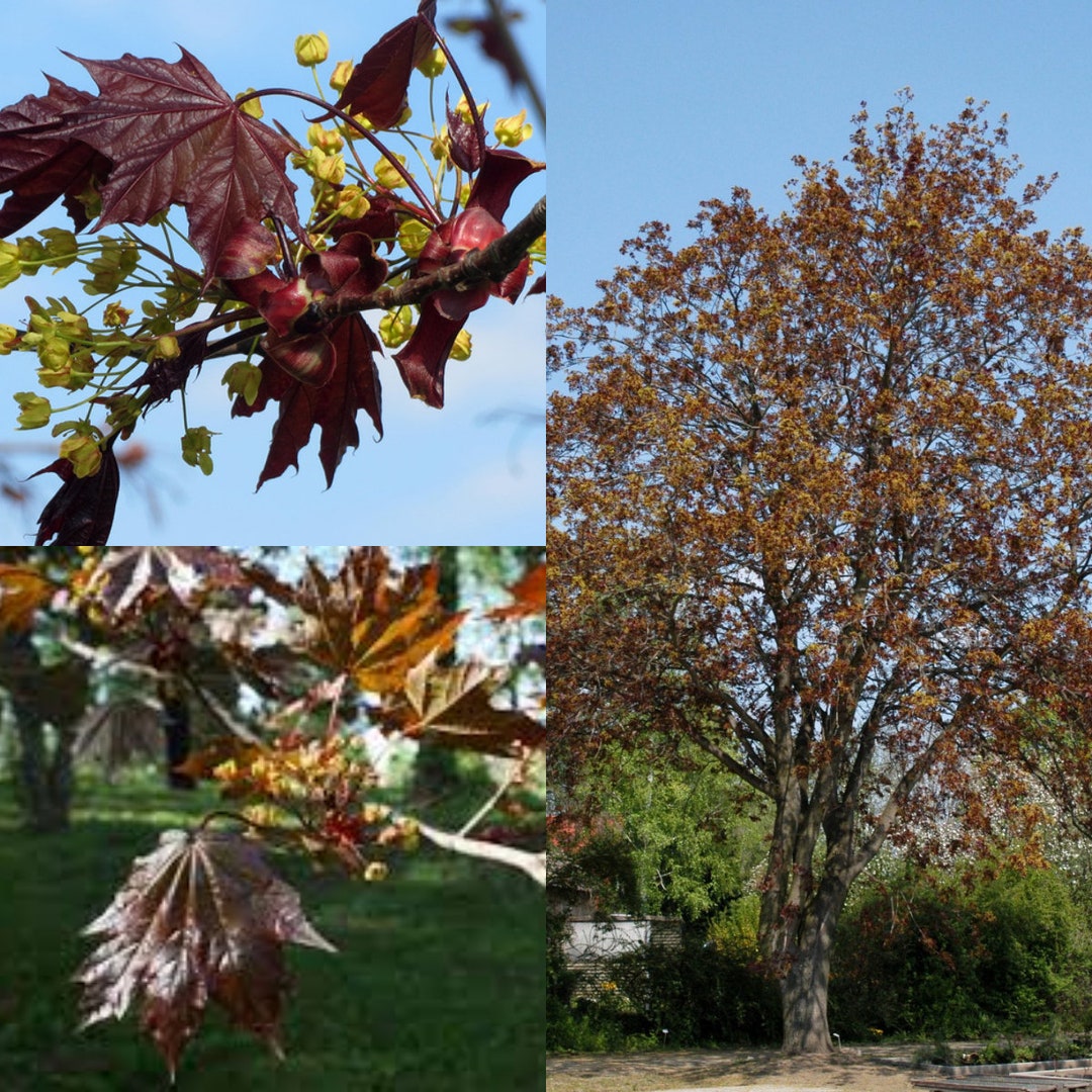 Acero Di Norvegia (platanoides Di Acer) Immagine Stock - Immagine di
