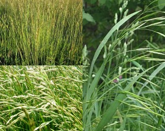 Seeds for planting, Festuca arundinacea Fawn seeds, Tall Fescue, Fawn Tall Fescue,~ bulk wholesale seed.