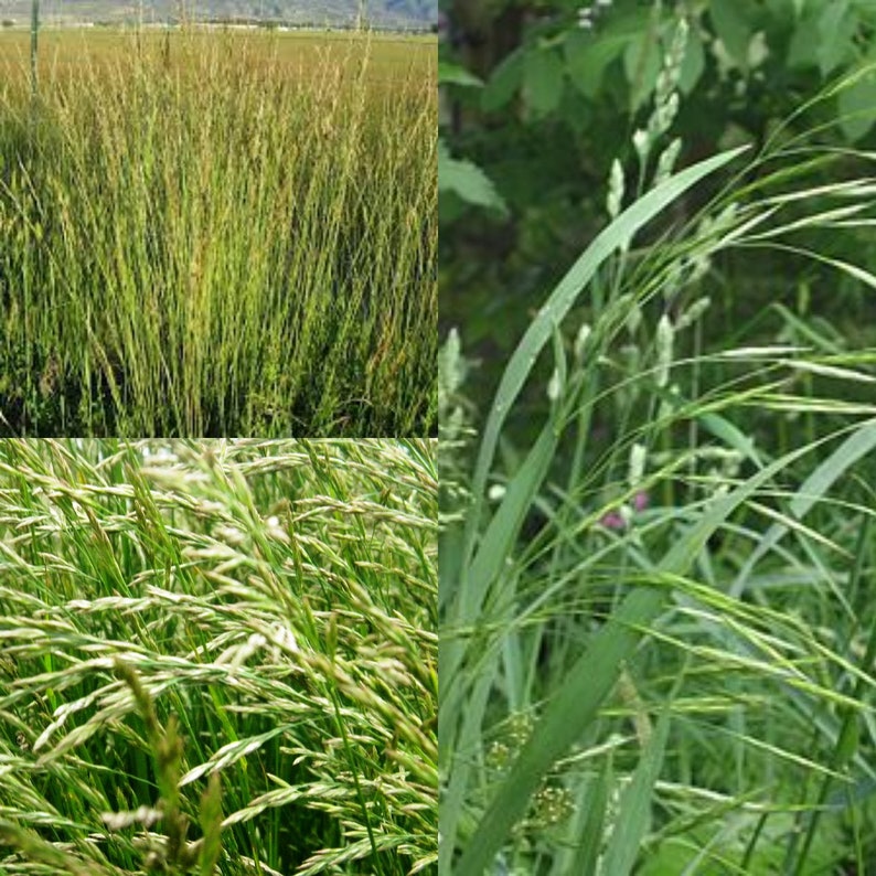 Seeds for planting, Festuca arundinacea Fawn seeds, Tall Fescue, Fawn Tall Fescue, bulk wholesale seed. image 1