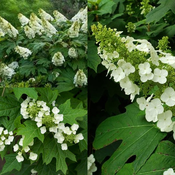 Image of Hydrangea quercifolia seeds online