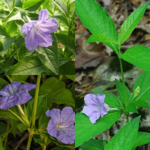 Seeds for planting, Ruellia strepens seeds, smooth wild petunia, ~ bulk wholesale lot 40 seed.