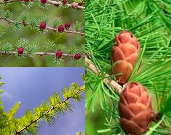 Seeds for planting, Larix laricina seeds, Tamarack, Eastern Larch~ bulk wholesale seed.