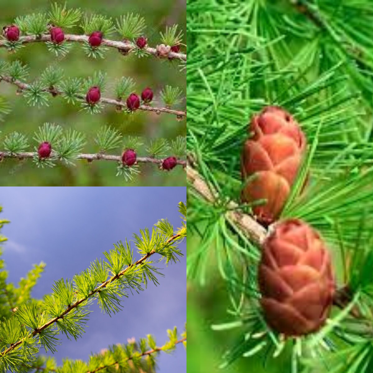 Seeds for Planting, Larix Laricina Seeds, Tamarack, Eastern Larch~ Bulk ...