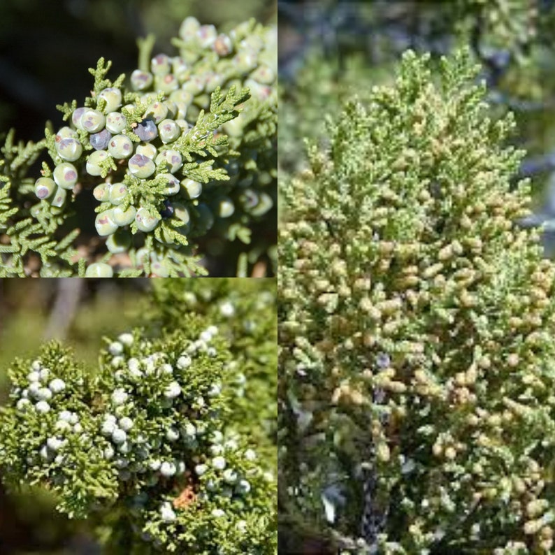 Seeds for planting, Juniperus monosperma seeds, Oneseed Juniper, Cherrystone Juniper, Single-seed Juniper, bulk wholesale seed. image 1