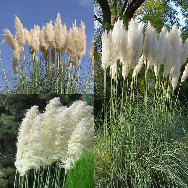 Pampas Grass Seeds Etsy