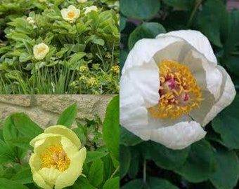 Seeds for planting, Paeonia mlokosewitschii seeds, Golden Peony, Caucasian Peony, Molly The Witch Peony,~ bulk wholesale seed.