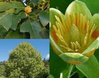 Seeds for planting, Liriodendron chinense seeds, Chinese Tuliptree, Chinese Tulip Tree,~ bulk wholesale seed.