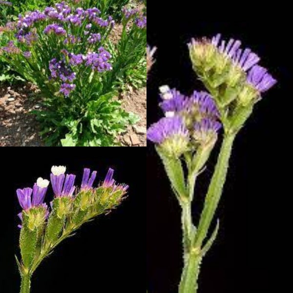 Seeds for planting, Limonium sinuatum seeds, Statice, Wavyleaf Sea Lavender,~ bulk wholesale seed.