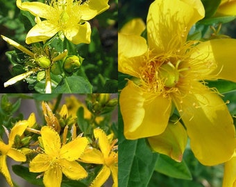 Seeds for planting, Hypericum pyramidatum seeds, great st john's wort,~ bulk wholesale seeds.