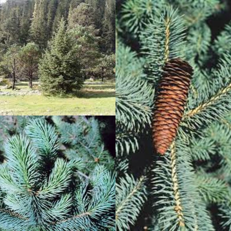 Seeds for planting, Picea chihuahuana seeds, Chihuahua Spruce, Cahuite, bulk wholesale seed. image 1