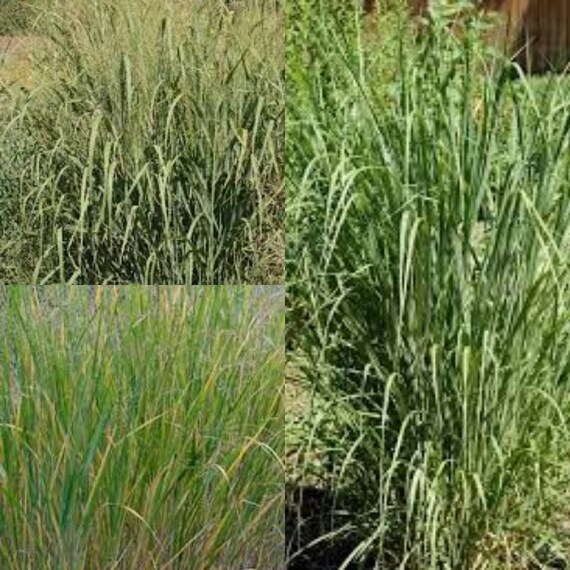 Kanlow Switchgrass Seeds - 500 Seeds, Panicum Virgatum, Non-GMO, Perennial Ornamental Grass