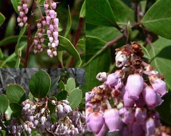 Seeds for planting, Arctostaphylos patula seeds, Greenleaf Manzanita, ~ bulk wholesale seed