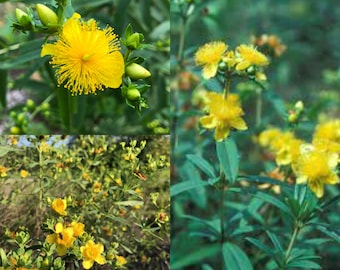 Seeds for planting, Hypericum prolificum seeds, shrubby St. John's wort, ~ bulk wholesale lot 500 seed.