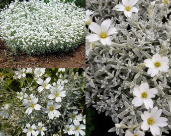 Seeds for planting, Cerastium tomentosum seeds, Snow In Summer, ~ bulk wholesale seed