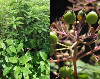 Seeds for planting, Cornus sessilis seeds, Blackfruit Dogwood, Miner's Dogwood, Blackfruit Cornel, ~ bulk wholesale lot 63 seeds.