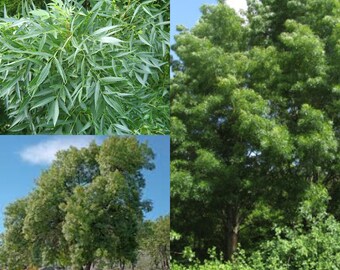 Seeds for planting, Fraxinus angustifolia seeds, Narrowleaf Ash,~ bulk wholesale seed.