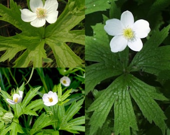 Seeds for planting, Anemone canadensis seeds, Anemonastrum canadense, canada anemone, windflower, crowfoot, ~ bulk wholesale seed.