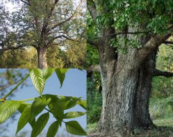 Seeds for planting, Fraxinus quadrangulata seeds, Blue Ash, ~ bulk wholesale seed.