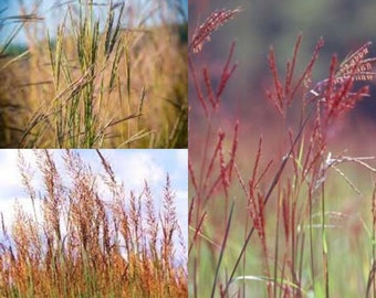 Seeds for planting, Andropogon gerardii Rountree seeds, Rountree Big Bluestem, ~ bulk wholesale seed.