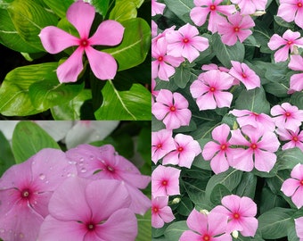 Seeds for planting, Catharanthus roseus seeds, Madagascar Periwinkle, Rose Periwinkle, Rosy Periwinkle, ~ bulk wholesale seed