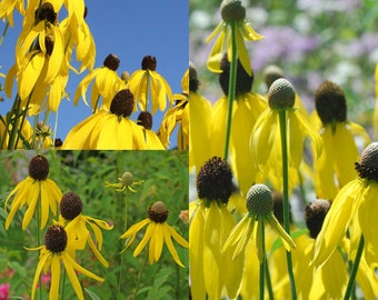 Seeds for planting, Ratibida pinnata seeds, pinnate prairie coneflower, gray-head coneflower, yellow coneflower, ~ bulk wholesale seed.