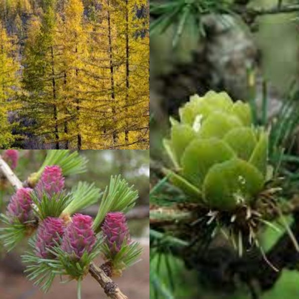 Seeds for planting, Larix gmelinii seeds, Dahurian Larch,~ bulk wholesale seed.