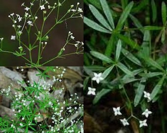 Graines à planter, graines de Galium concinnum, gaillet brillant, ~ lot de vente en gros en vrac 300 graines.