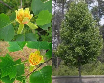 Seeds for planting, Liriodendron tulipifera winged seeds,  Whitewood, Tuliptree, Tulip Poplar, Tulip Magnolia, ~ bulk wholesale seed.