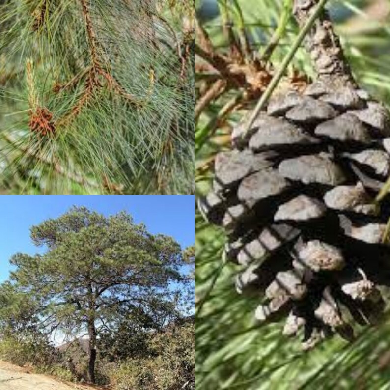 Seeds for planting, Pinus lawsonii seeds, Lawson's Pine, bulk wholesale seed. image 1