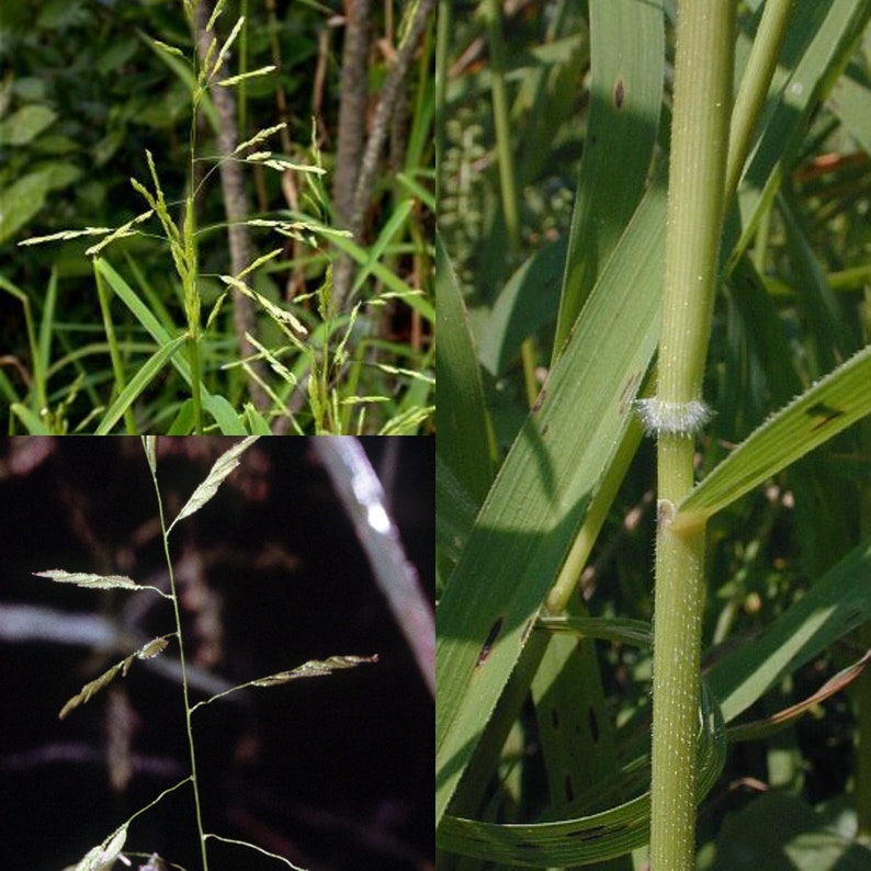 Seeds for planting, Leersia oryzoides seeds, rice cutgrass, just cut-grass, bulk wholesale seeds. image 1
