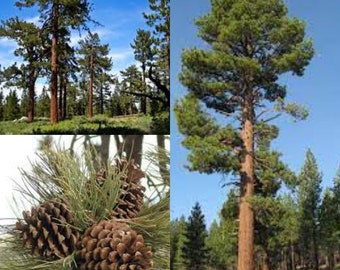 Seeds for planting, Pinus jeffreyi seeds, Jeffrey Pine, Pinus deflexa, Pinus peninsularis,~ bulk wholesale seed.