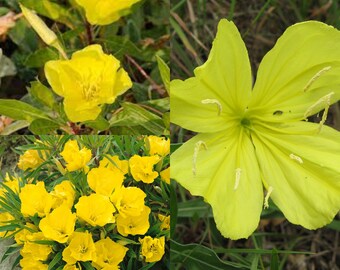 Seeds for planting, Oenothera macrocarpa seeds, bigfruit evening primrose, Ozark sundrop, Missouri evening primrose, ~ bulk wholesale seed.