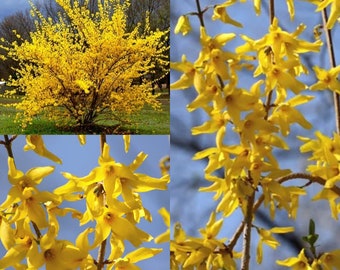 Seeds for planting, Forsythia suspensa seeds, Weeping Forsythia,~ bulk wholesale seed.