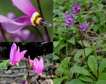 Seeds for planting, Dodecatheon amethystinum seeds, amethyst shooting star, ~ bulk wholesale lot 100 seed.