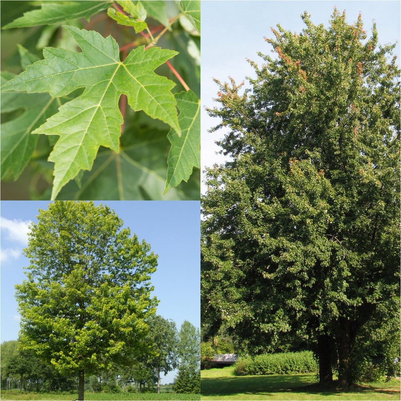 Seeds for planting, Acer saccharinum, Silver Maple, Soft Maple, Water Maple, bulk wholesale seeds. image 1