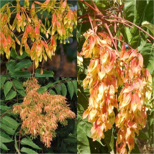 Ailanthus Altissima Seeds Tree of Heaven Highly Ornamental Tree 100 Seeds Easy to Seasons Meaningful Gift.
