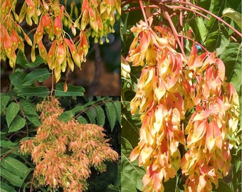Seeds for planting, Ailanthus altissima winged seeds, Tree Of Heaven, Ailanthus, Copal tree, Stinking Sumac,~ bulk wholesale seed.