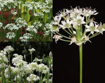 Seeds for planting, Allium tuberosum seeds, Chinese Chives, Garlic Chives, Chinese Leeks, Flat Chives,~ bulk wholesale seed.