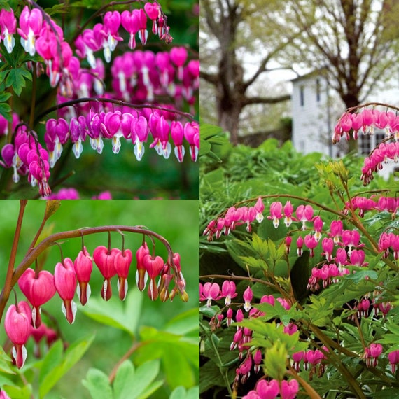 Seeds for Planting Dicentra Spectabilis Seeds Bleeding Etsy