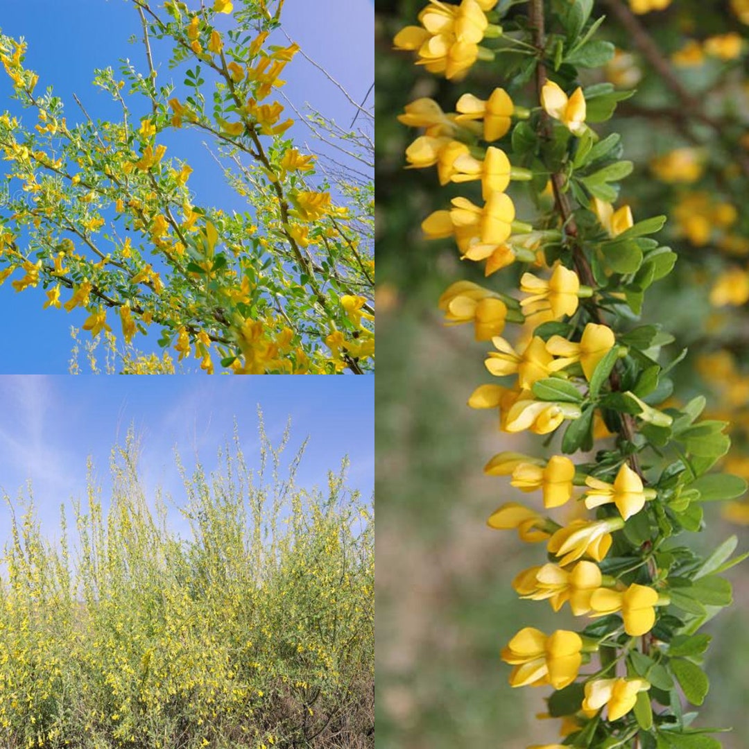 Seeds for Planting, Caragana Korshinskii Seeds, Korshinsk Peashrub