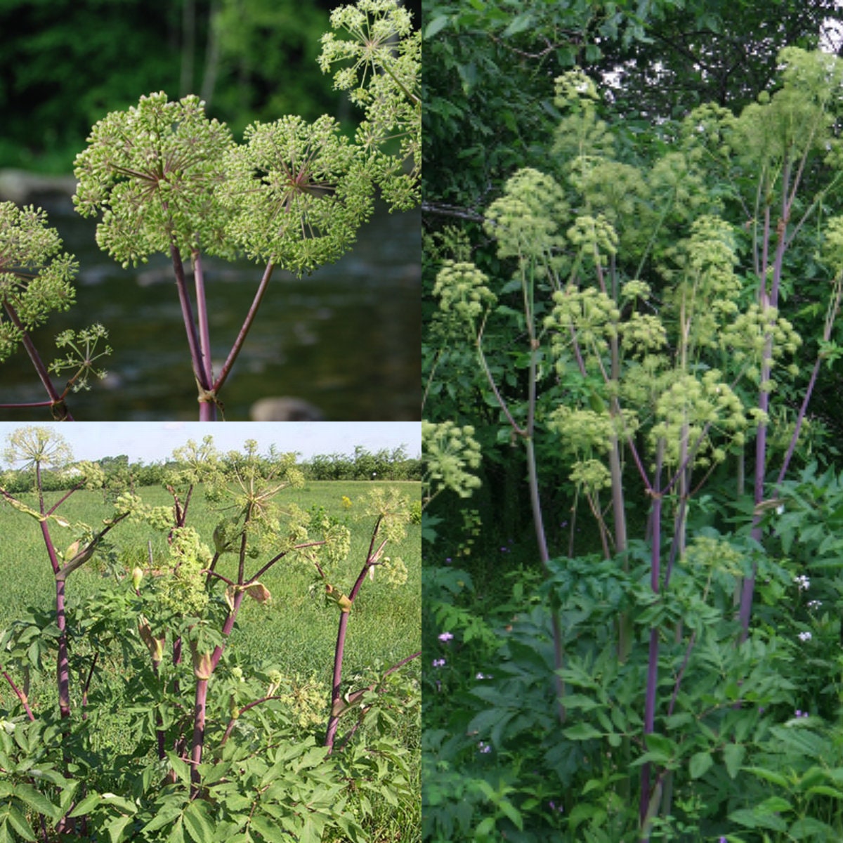 Seeds for planting Angelica atropurpurea seeds angelica Etsy