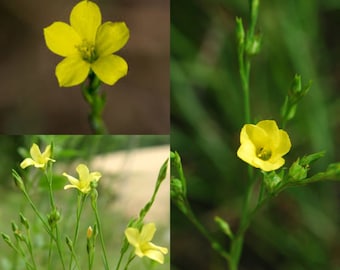 Seeds for planting, Linum sulcatum seeds, yellow flax, grooved yellow flax, grooved flax, yellow wild flax,~ bulk wholesale lot 75 seed.