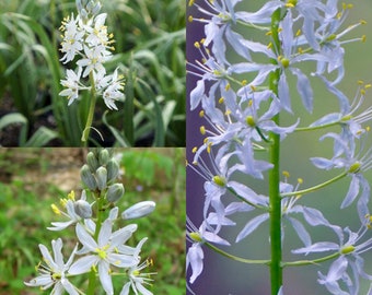 Seeds for planting, Camassia scilloides seeds, Atlantic camas, wild hyacinth, eastern camas, ~ bulk wholesale seed.