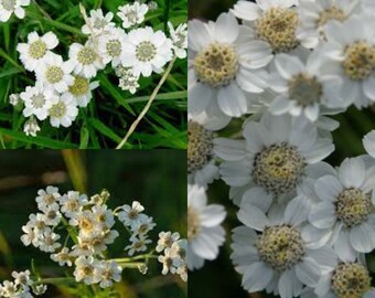 Seeds for planting, Achillea ptarmica, Sneezeweed, Sneezewort,~ bulk wholesale seeds.