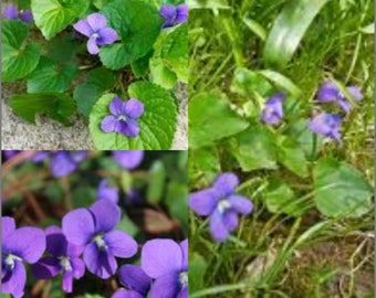 Graines à planter, graines de Viola sororia, violette bleue laineuse, violette bleue commune, ~ lot de 50 graines en gros.