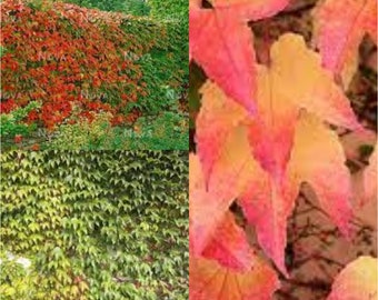 Seeds for planting, Parthenocissus tricuspidata Veitchii seeds, Boston Ivy, Japanese Ivy,~ bulk wholesale seed.