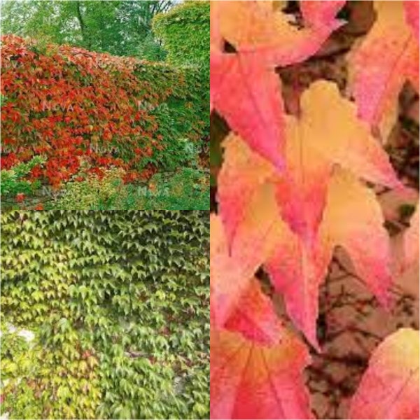 Seeds for planting, Parthenocissus tricuspidata Veitchii seeds, Boston Ivy, Japanese Ivy,~ bulk wholesale seed.