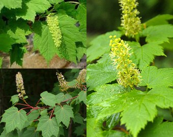 Seeds for planting, Acer caudatum Ukurundense seeds, Arahaga Maple, Ukurundu Maple, ~ bulk wholesale seeds.