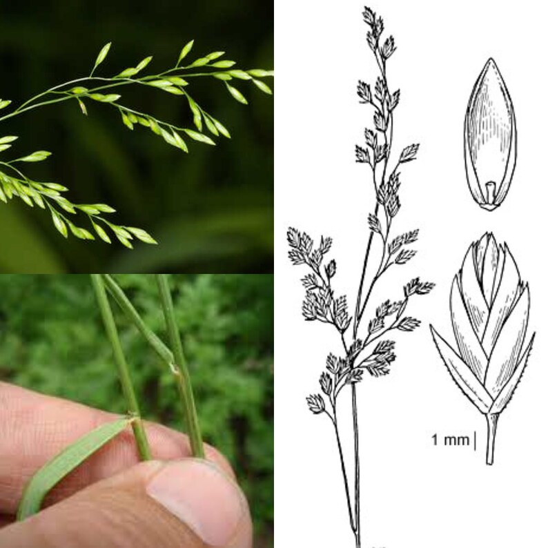 Majestygarden Festuca paradoxa Seeds