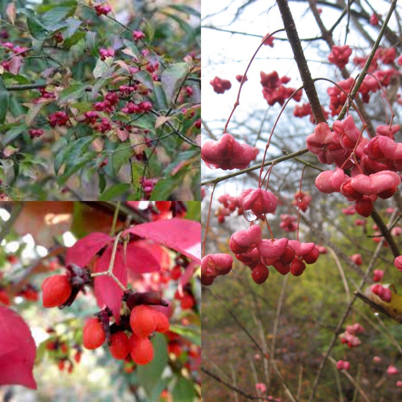 Seeds for planting, Euonymus atropurpureus seeds, Burningbush, Wahoo, Indian Arrow Wood, Eastern Wahoo, bulk wholesale seed. image 1